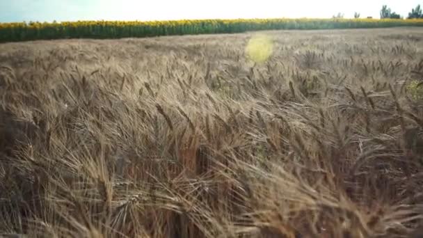 Wheat Field Golden Ears Wheat Field Background Ripening Ears Meadow — Stock Video