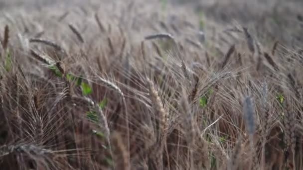 麦畑だ フィールド上の小麦の黄金の耳 牧草地のコムギ畑の熟成耳の背景 豊作コンセプト — ストック動画