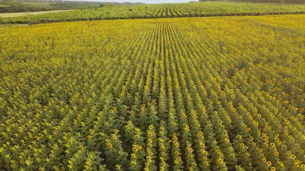 Luftaufnahme Eines Großen Sonnenblumenfeldes Mit Einer Schönen Goldenen Farbe Blüht — Stockvideo