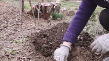 Bahçeye çiçek eken bir kadın. Kadın bahçıvan çiçek tarlasında çiçek açan bitkileri naklediyor. Bahar Parkı 'nda peyzaj