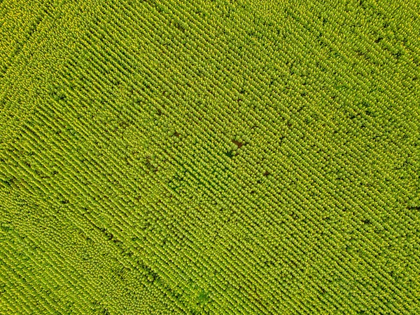 Vista Aérea Gran Campo Girasol Floreciendo Con Hermoso Color Dorado — Foto de Stock