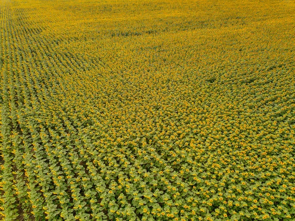 Vista Aérea Gran Campo Girasol Floreciendo Con Hermoso Color Dorado — Foto de Stock