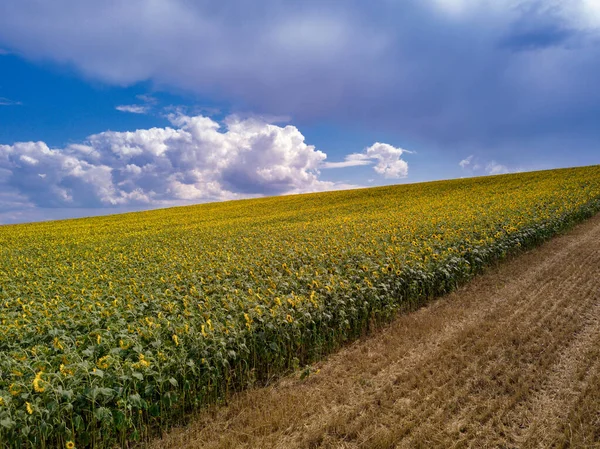 Mavi bulutsuz gökyüzü ile çiçeklenen sarı ayçiçeği tarlasının üzerinde uçan hava. Mavi gökyüzünün altında beyaz kabarık bulutlu ayçiçeği tarlası. Ekolojik konsept için harika dron fotoğrafı