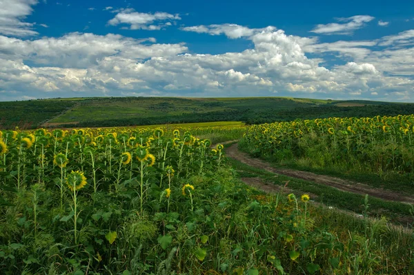 Zomer Landschap Met Een Veld Van Zonnebloemen Een Onverharde Weg — Stockfoto