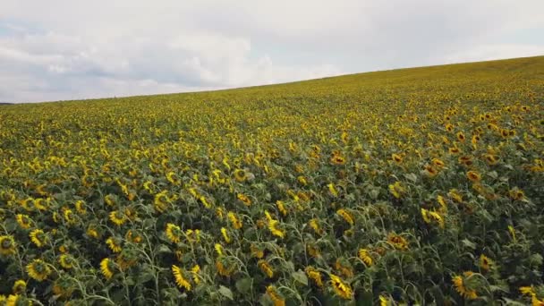 Vuelo Aéreo Sobre Campo Girasoles Amarillos Florecientes Con Cielo Azul — Vídeos de Stock