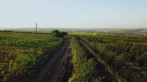 Aerial Полет Над Полями Закате Красивый Пейзаж Полями Деревьями Закате — стоковое видео