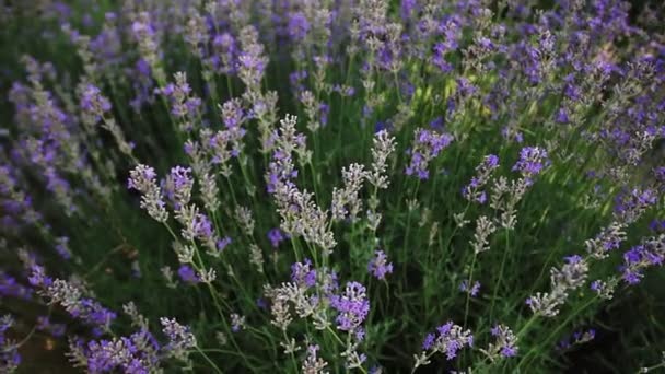 Arbustos Lavanda Floreciente Campo Primer Plano — Vídeo de stock