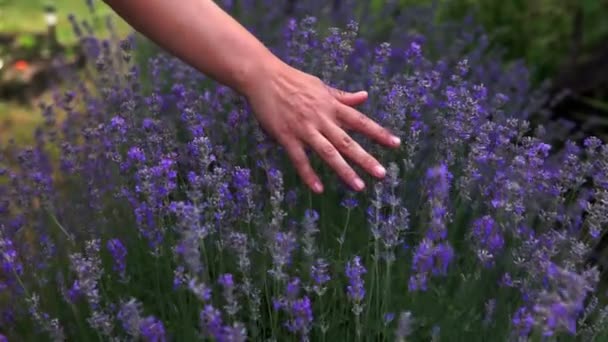 晴れた夏の日には 女性の手がそっとラベンダーの花を咲かせます 休暇中に田舎で咲くラベンダーの茂みの上を優しく走る女性の手 — ストック動画