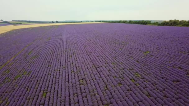 Aerial Voo Sobre Lavender Field Pôr Sol Nascer Sol Paisagem — Vídeo de Stock