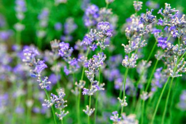 Bir alanda yakın çekim de çiçekli lavanta, gün batımında güneş ışınları yaz aylarında. Seçici odaklama.