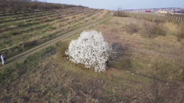 Gökyüzü Meyve Ağacının Üzerinde Tam Çiçekle Uçuyor — Stok video