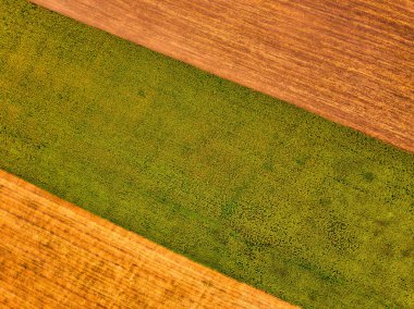 Büyük bir ayçiçeği tarlasının havadan görünüşü güzel bir altın renkle çiçek açıyor..