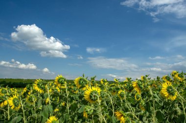 Altın ayçiçeği tarlaları. Manzara whit ayçiçekleri ve mavi gökyüzü.