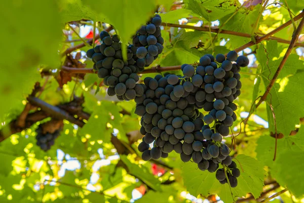 Bouquet Raisins Noirs Sur Vigne — Photo
