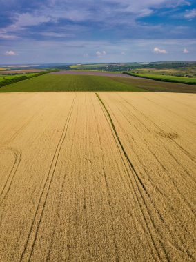 Yazın hasat öncesi yeşil tarlalar hava manzarası