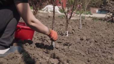 Bahçıvan, bahçesinde tebeşirle ağaç gövdesi, baharda ağaç bakımı. Bahçıvan kadın parktaki ağaçlarla ilgileniyor..