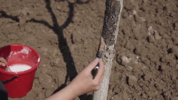 Gardener Tronco Árvore Whitewash Com Giz Jardim Cuidado Árvore Primavera — Vídeo de Stock