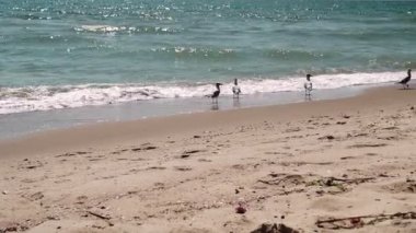 Deniz kıyısına karşı martılar. Sahilde oturan beyaz kuş martısının yakın görüntüsü. Doğal su ve kum arka planına sahip vahşi martı..