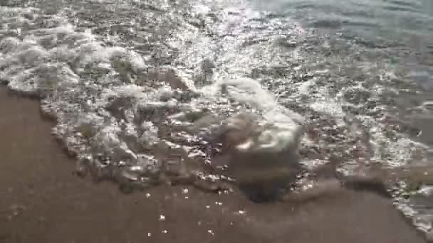 Martwa Niebieska Meduza Plaży Płytkiej Wodzie Kłącza Meduz Korzenia Khizotomii — Wideo stockowe