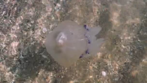 Halott Kék Medúza Parton Sekély Vízben Jellyfish Rhmuses Rhizotomy Gyökér — Stock videók