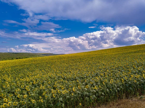 Volant Dessus Champ Tournesols Jaunes Fleurs Avec Ciel Bleu Sans — Photo