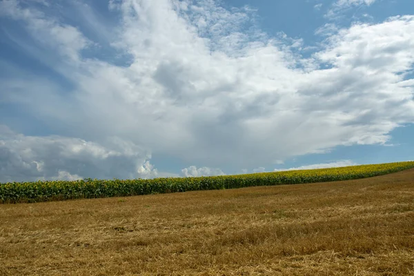 Campi Dorati Girasoli Paesaggio Con Girasoli Cielo Blu — Foto Stock