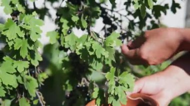 Kadın elleri kasede frenk üzümü topluyor.