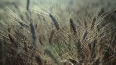 Buğday tarlası. Tarlada altın buğday kulakları. Olgunlaşan çayırlık buğday tarlalarının arka planı. Zengin hasat kavramı