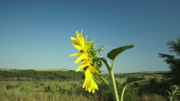 Zonnebloem Veld Levendige Zonnebloem Veld Close Met Vele Gele Bloemen — Stockvideo