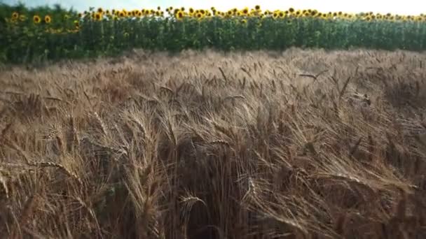Champ de blé. Des épis de blé dorés sur le champ. Contexte de mûrissement des épis du champ de blé de prairie. Concept de récolte riche