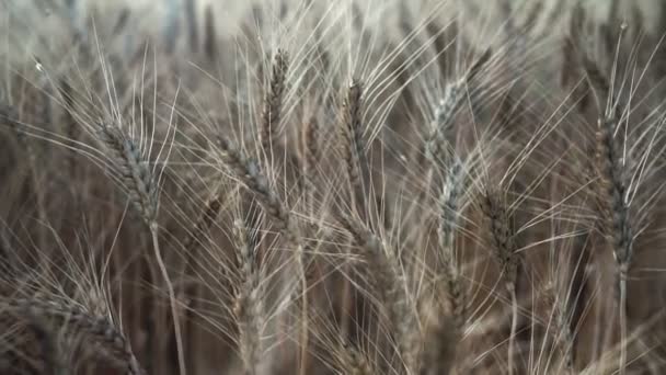麦畑だ フィールド上の小麦の黄金の耳 牧草地のコムギ畑の熟成耳の背景 豊作コンセプト — ストック動画