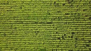 Büyük bir ayçiçeği tarlasının havadan görünüşü güzel bir altın renkle çiçek açıyor. Üst Manzara. 4k.