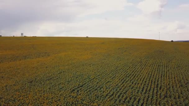 Luftflug Über Blühendes Gelbes Sonnenblumenfeld Mit Blauem Wolkenlosem Himmel Sonnenblumenfeld — Stockvideo