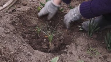 Bahçeye çiçek eken bir kadın. Kadın bahçıvan çiçek tarlasında çiçek açan bitkileri naklediyor. Bahar Parkı 'nda peyzaj