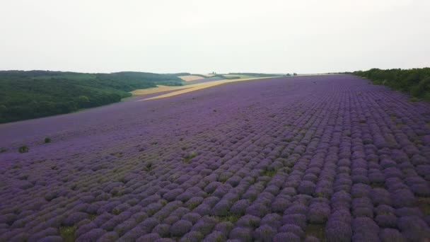 Aerial Volo Sopra Lavender Field Tramonto Alba Paesaggio Aereo Infiniti — Video Stock