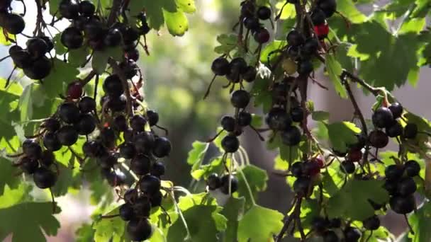 茂みの黒いスグリの束 茂みの黒いスグリの束 風からの黒い流路の枝 — ストック動画