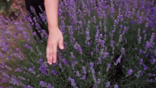 Close Mãos Femininas Suavemente Tocando Flores Lavanda Florescendo Dia Ensolarado — Vídeo de Stock