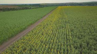 Mavi bulutsuz gökyüzü ile çiçeklenen sarı ayçiçeği tarlasının üzerinde uçan hava. Mavi gökyüzünün altında beyaz kabarık bulutlu ayçiçeği tarlası. Ekolojik konsept için harika dron fotoğrafı