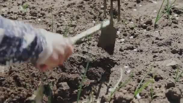 庭に花を植える女性 花壇に土壌中の開花植物を移植する女性庭師 春の公園での風景 — ストック動画