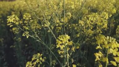 Çiçek açan tecavüz tohumu tarlası. Yakın plan. Baharda sarı çiçek açan yağ tohumu tarlası.