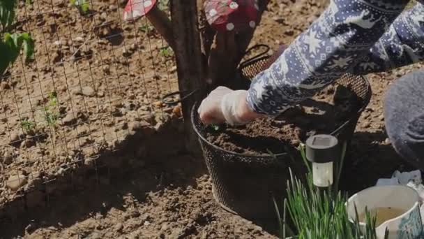 女人在花园里种花 女园丁将开花植物移植到花坛上的土壤中 春天公园的景观美化 — 图库视频影像