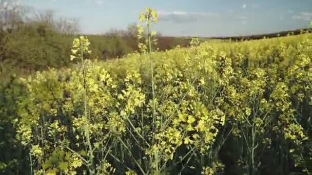 Крупный План Цветущего Рапсового Поля Поле Желтых Цветущих Масличных Весеннее — стоковое видео