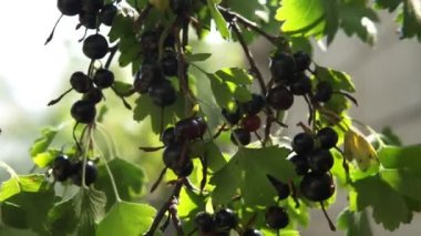 Çalılıklarda bir demet siyah frenk üzümü. Çalılıklarda bir demet siyah frenk üzümü. Kuşüzümü dalları rüzgarda sallanıyor