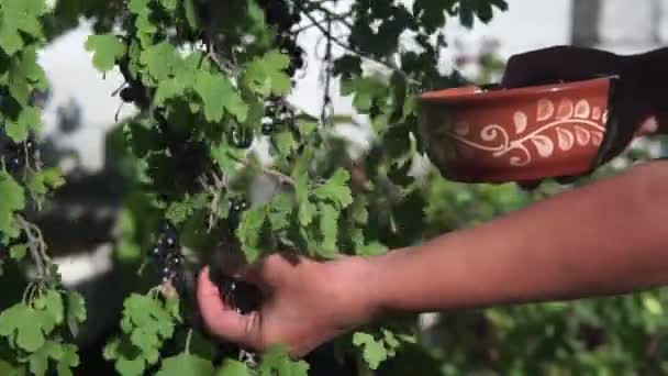 Weibliche Hände Pflücken Schwarze Johannisbeeren Schale — Stockvideo