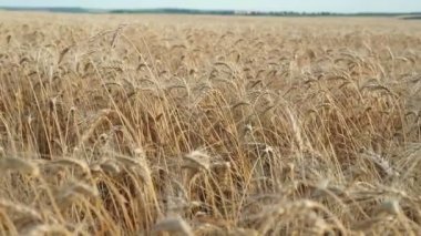 Buğday tarlası. Tarlada altın buğday kulakları. Olgunlaşan çayırlık buğday tarlalarının arka planı. Zengin hasat kavramı