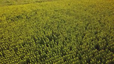 Büyük bir ayçiçeği tarlasının havadan görünüşü güzel bir altın renkle çiçek açıyor. Üst Manzara. 4k.