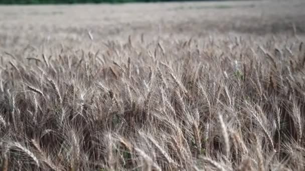 Campo Grano Pere Oro Grano Sul Campo Sfondo Maturazione Spighe — Video Stock