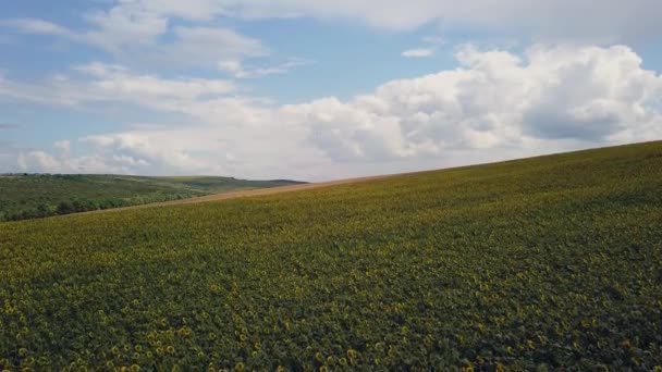 Voando Aéreo Sobre Florescendo Campo Girassóis Amarelos Com Céu Azul — Vídeo de Stock