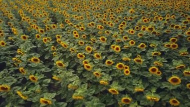 Büyük bir ayçiçeği tarlasının havadan görünüşü güzel bir altın renkle çiçek açıyor. Üst Manzara. 4k.