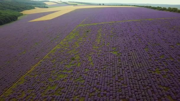 Aerial Flug Über Lavendelfeld Sonnenuntergang Oder Sonnenaufgang Luftbilder Endloser Sonnenbeschienener — Stockvideo